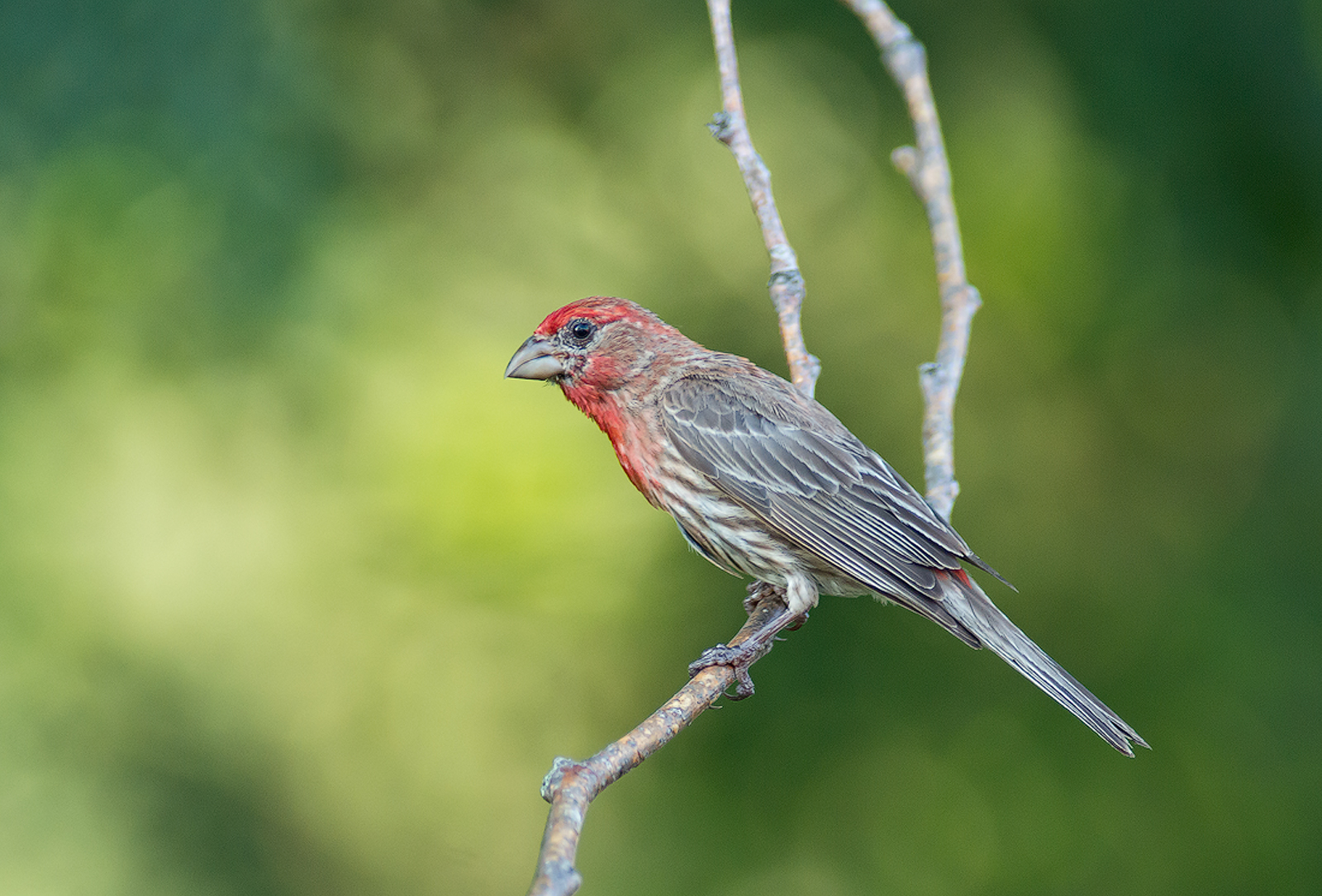 House Finch & Repost