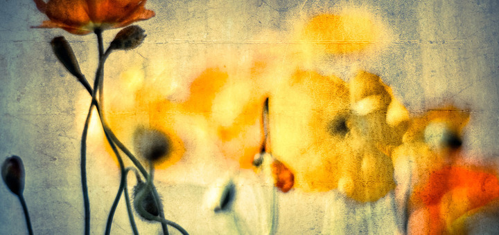 Between the Shadows