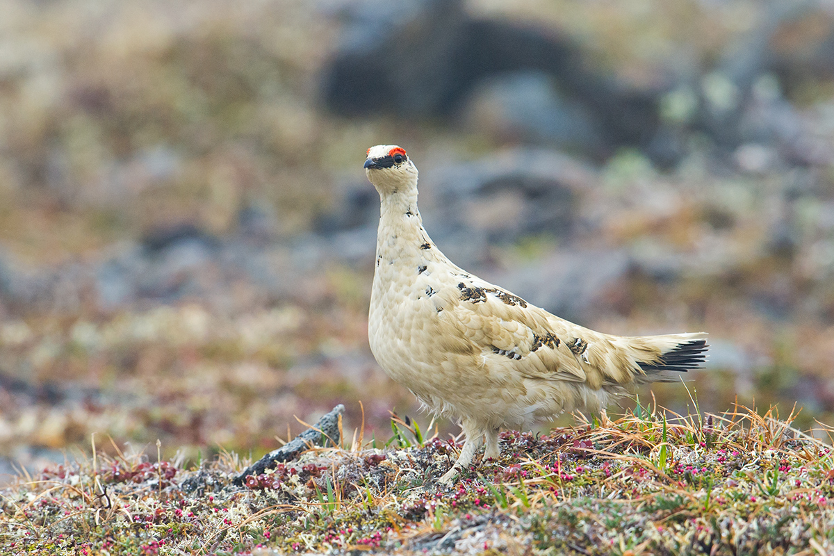 Rock Ptarmigan