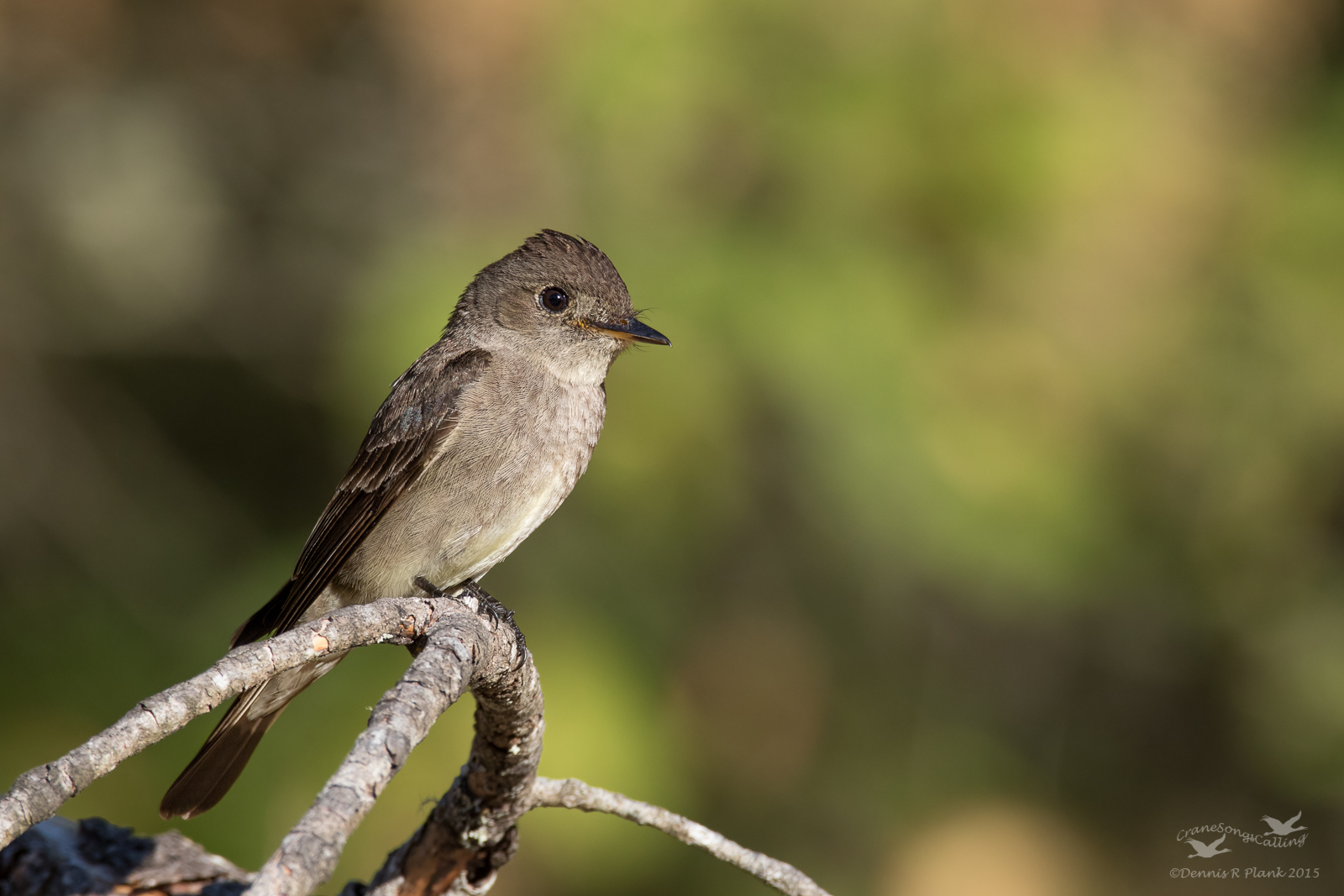 Western Wood Pewee