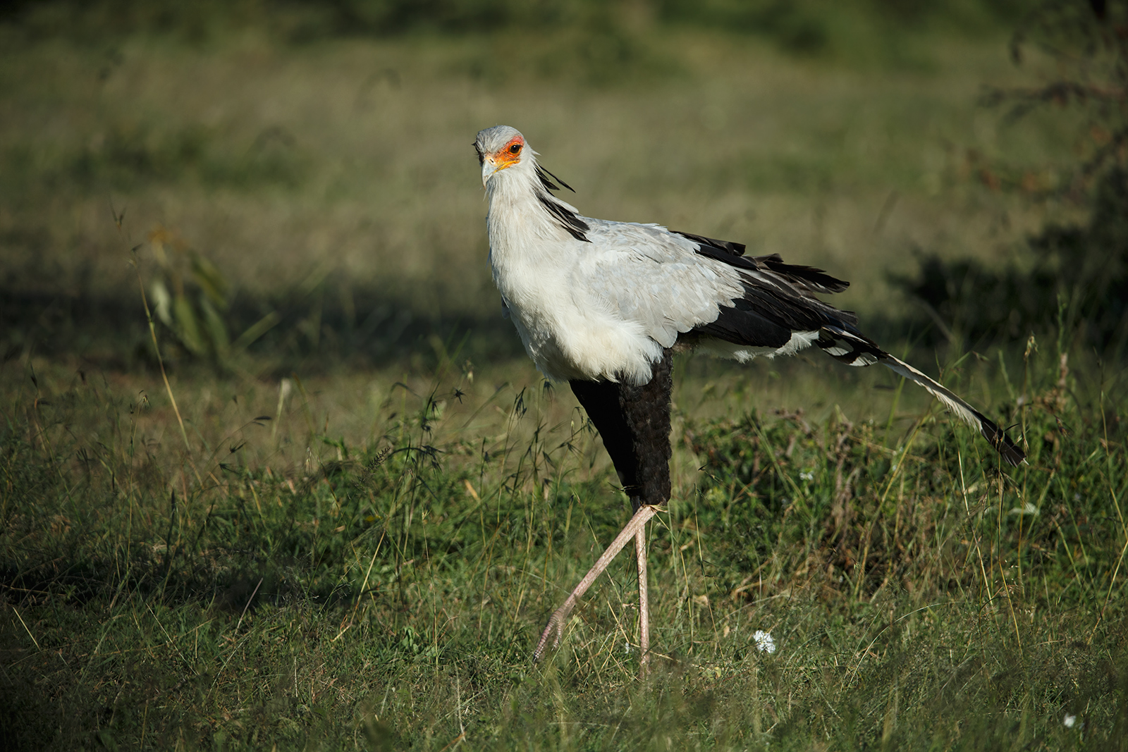 Secretary Bird