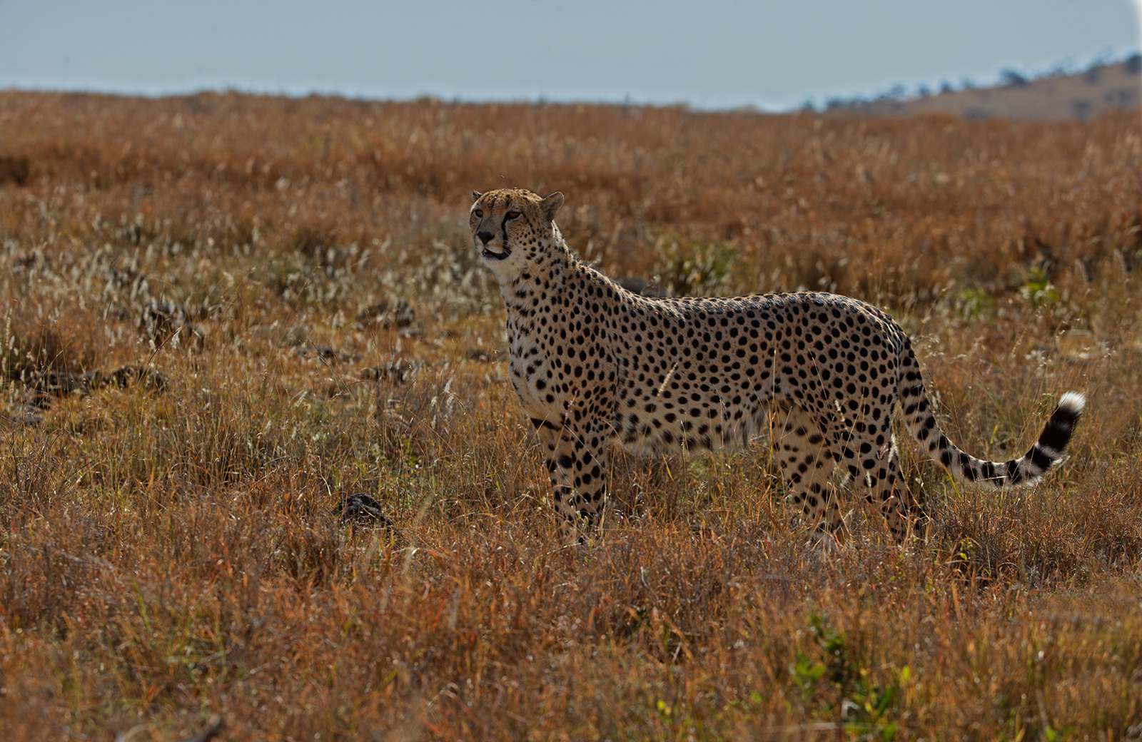 Male Cheetah