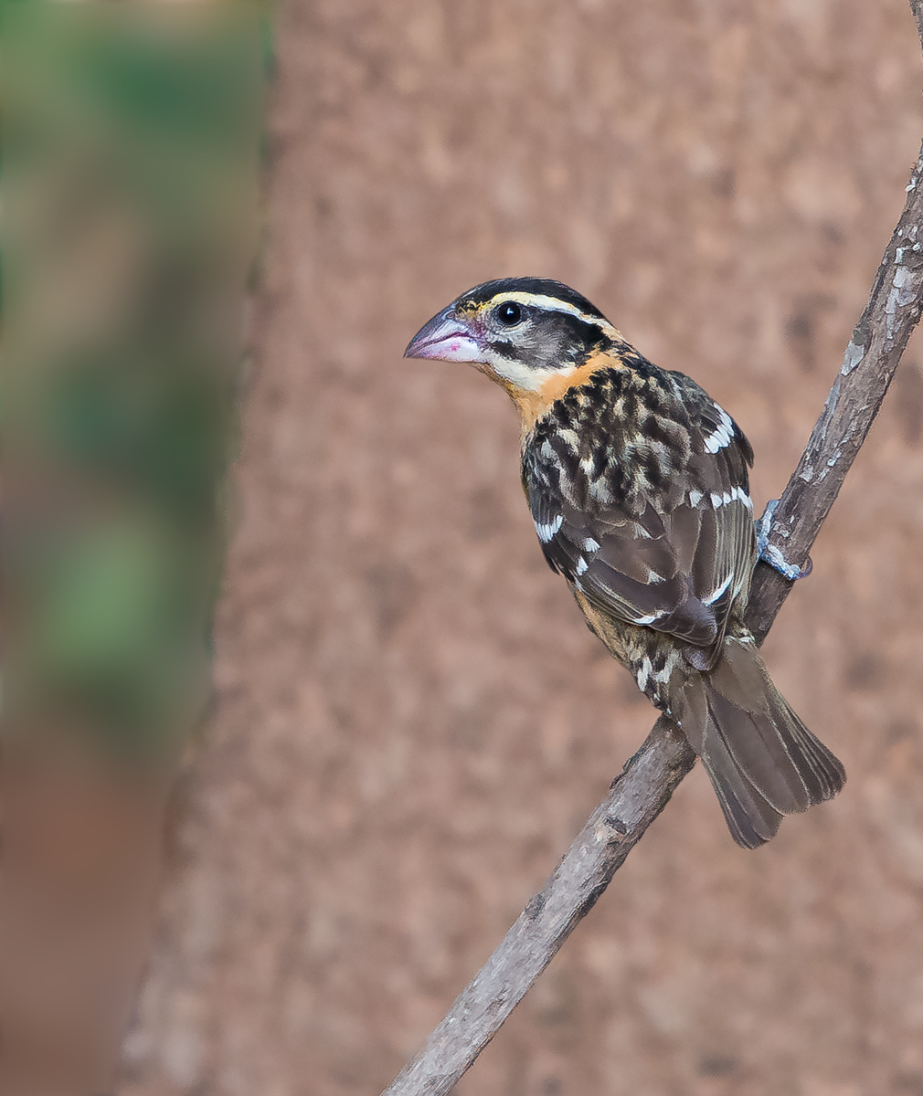 Black Headed Grosbeak