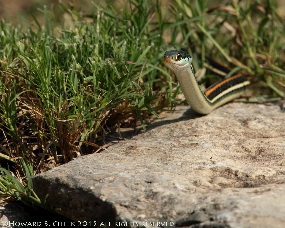 Red-striped Ribbon Snake
