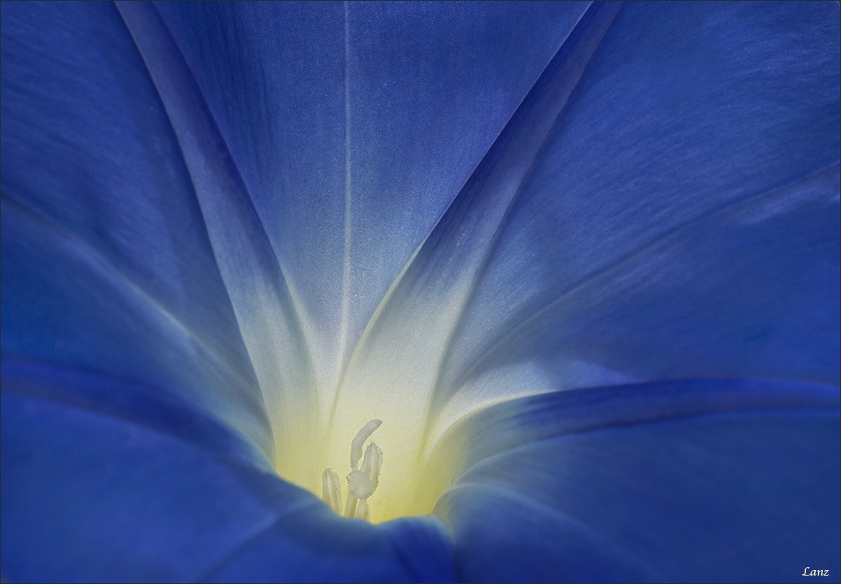 Morning Glory