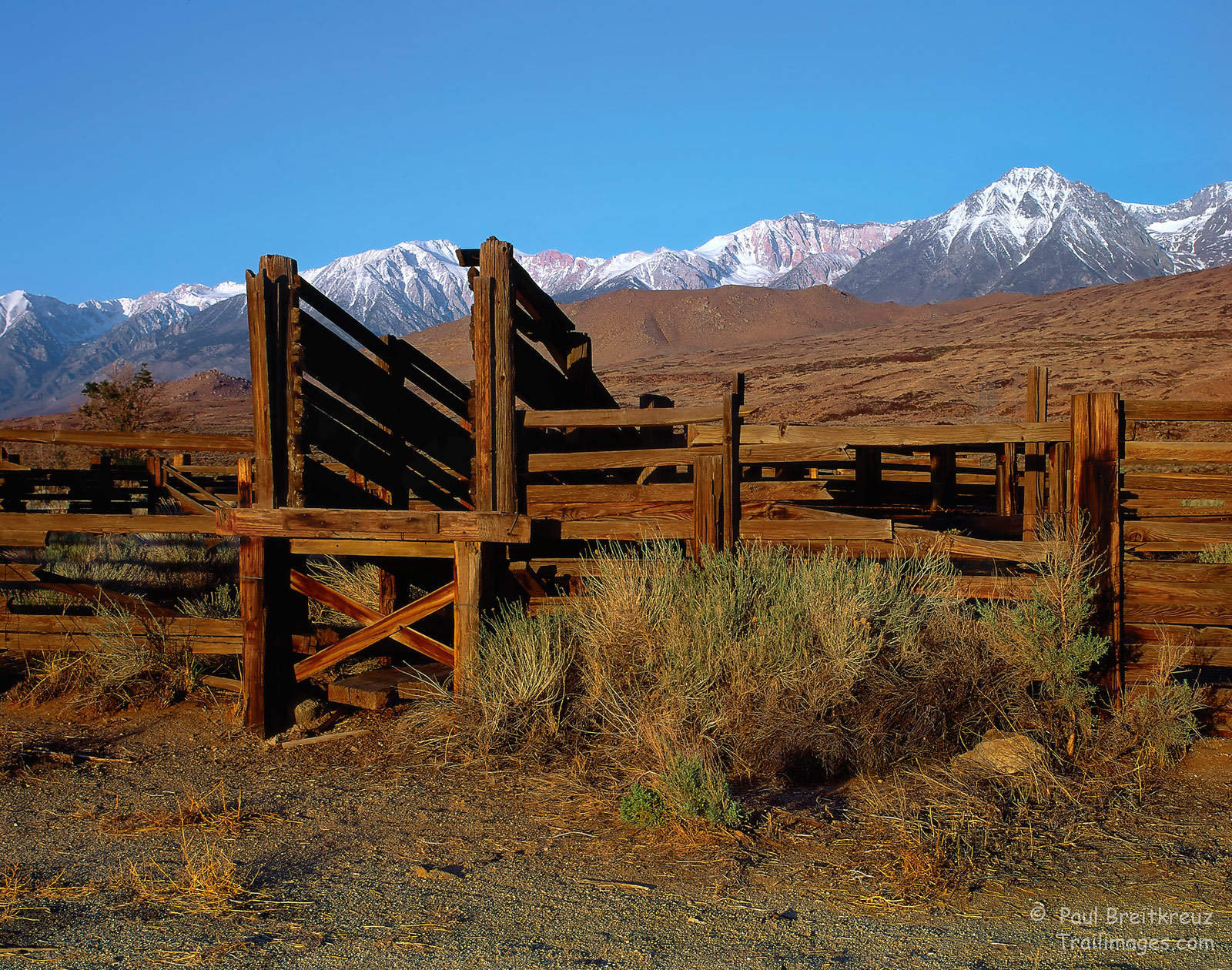 Livestock Chute
