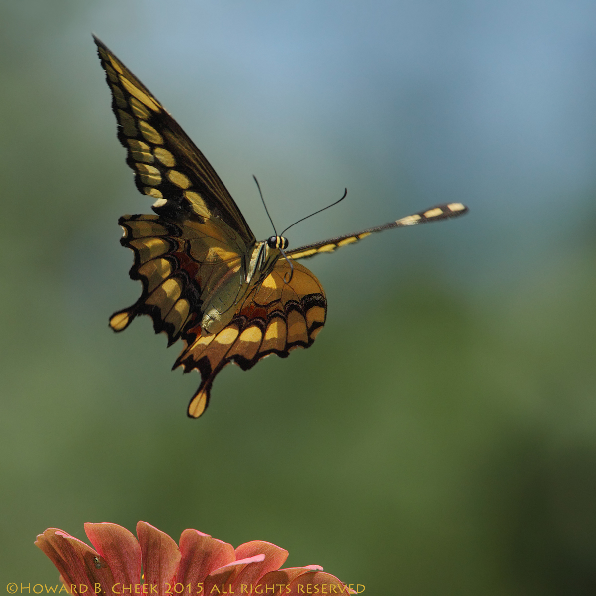 Swallowtail Rising