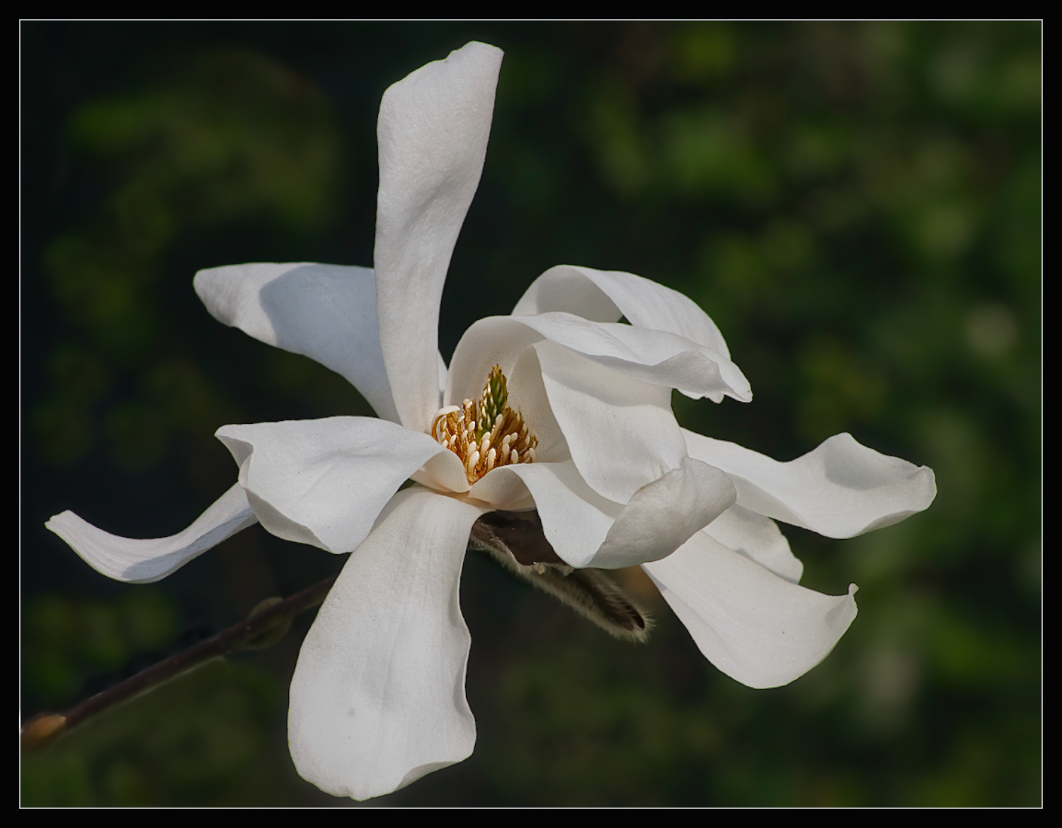 Magnolia