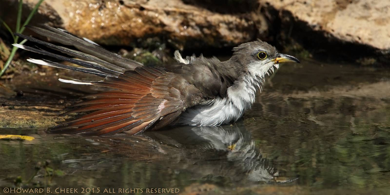 Cuckoo Cool-down