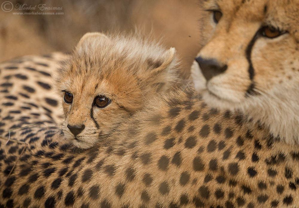 Cheetah Snuggle