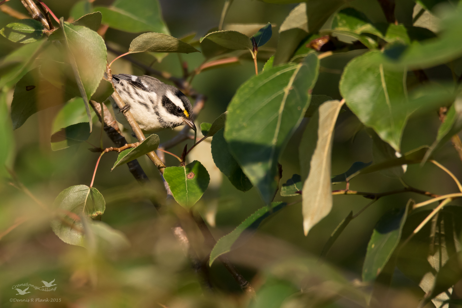Black-throated Gray
