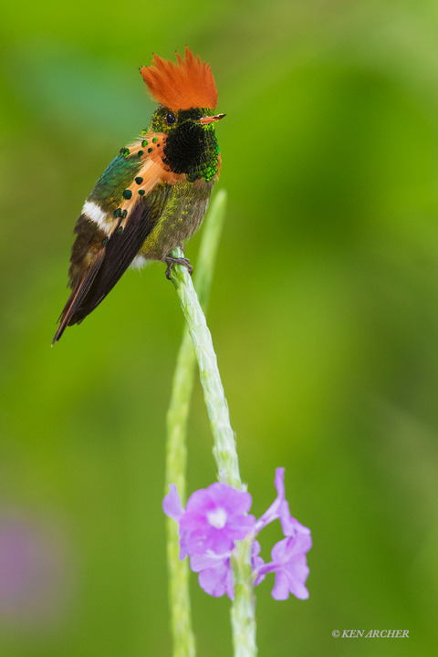 Tufted Coquette