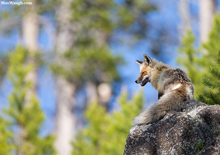 Red Fox