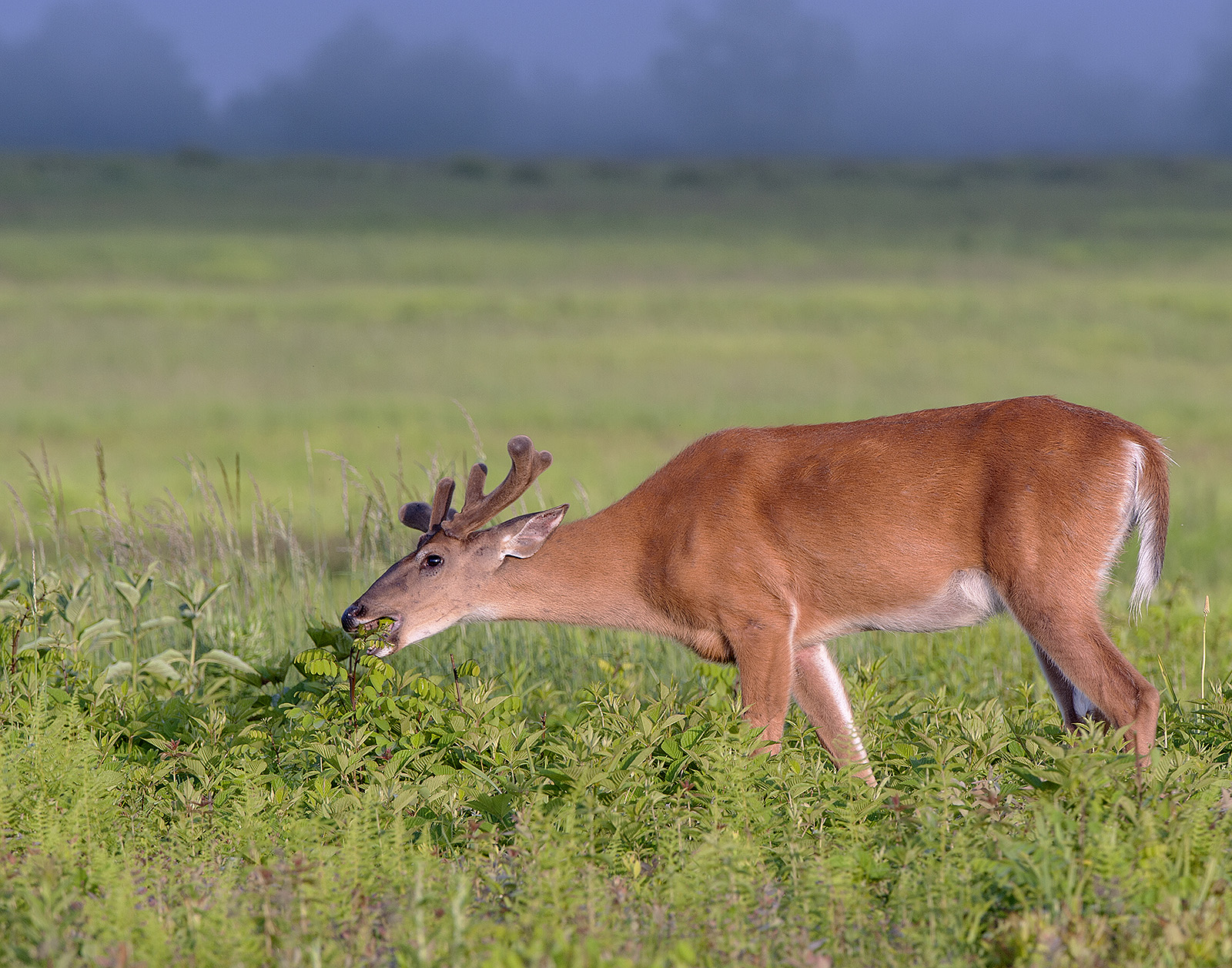 Spring Buck and Fog