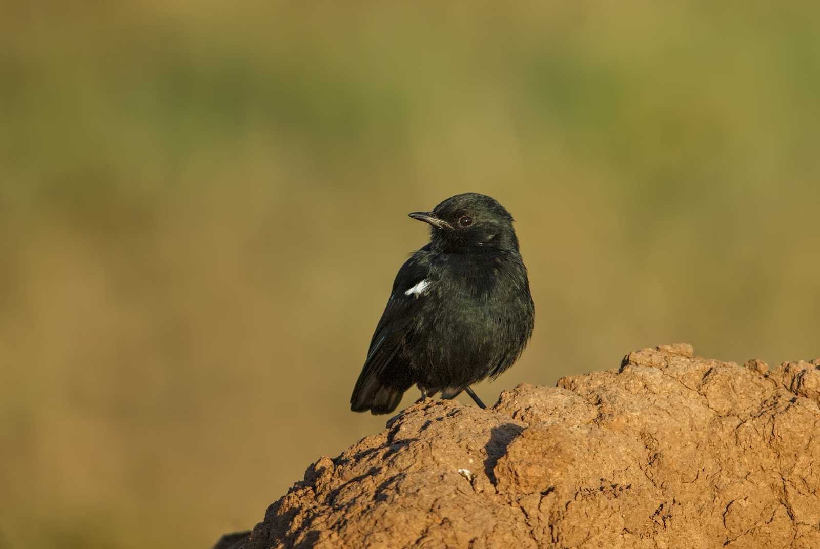 Sooty Chat