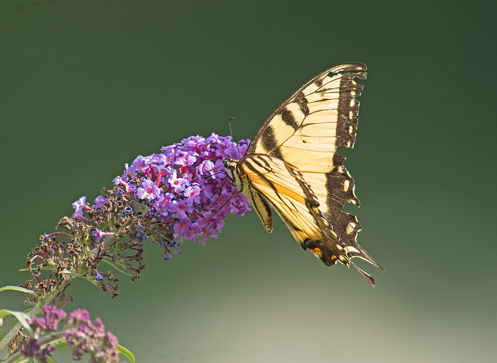 Tiger Swallowtail