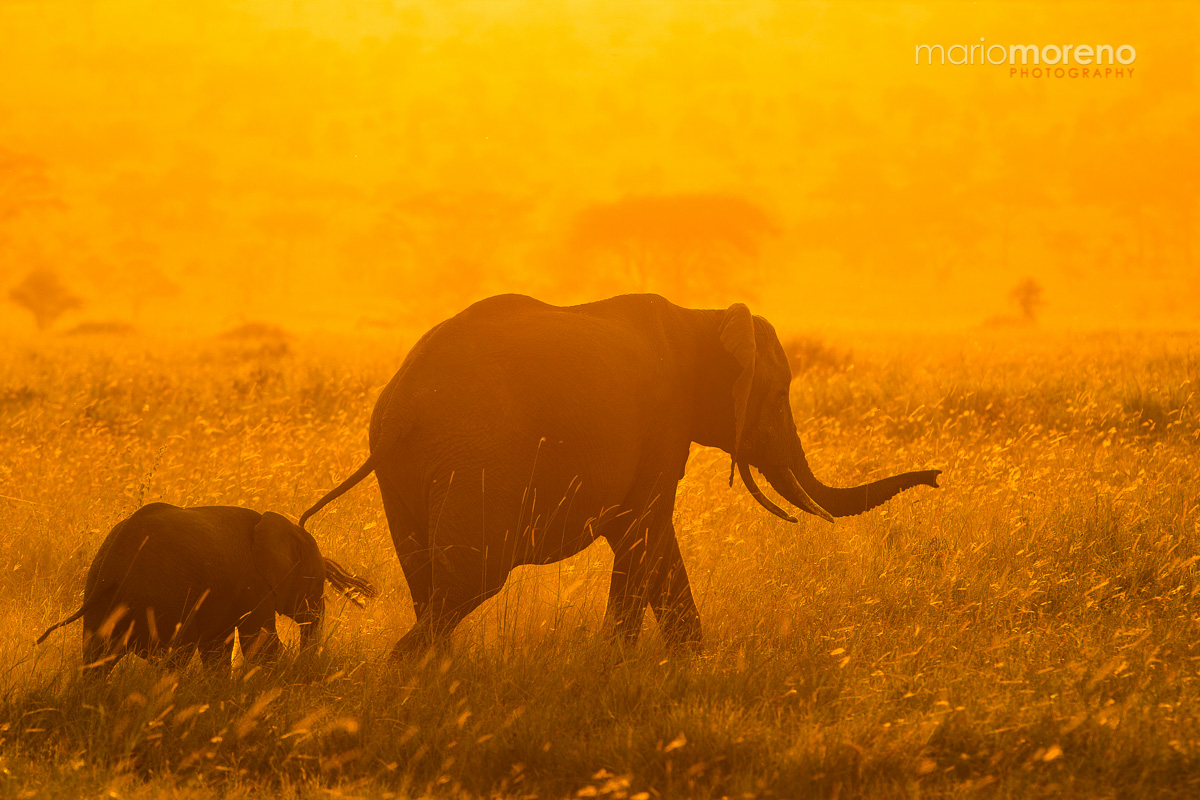 Moru Elephant Sunset