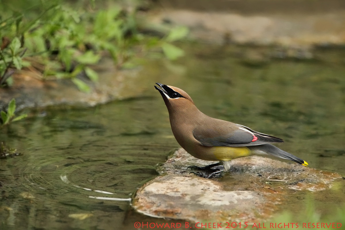Cedar Waxwing