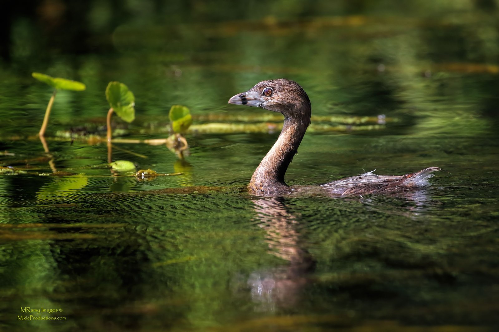 Grebe