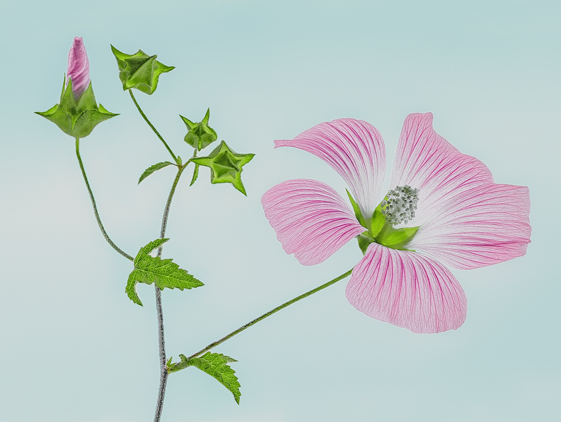August wildflower