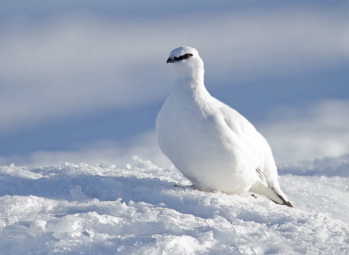 Ptarmigan