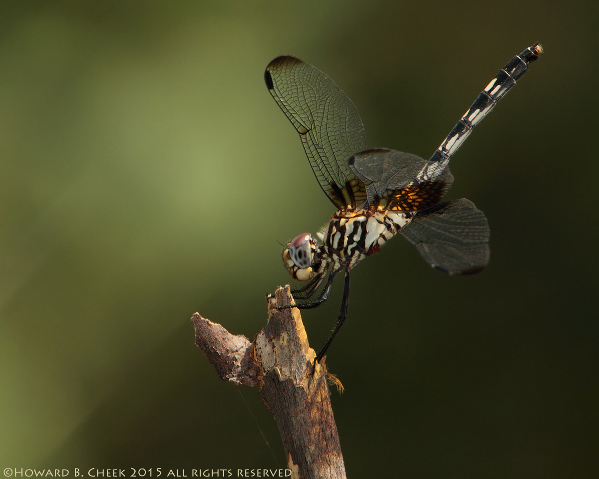 Checkered Setwing