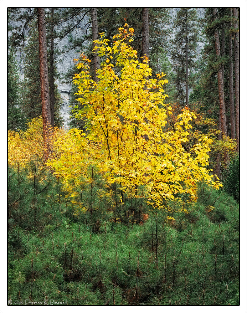 Autumn Splendor