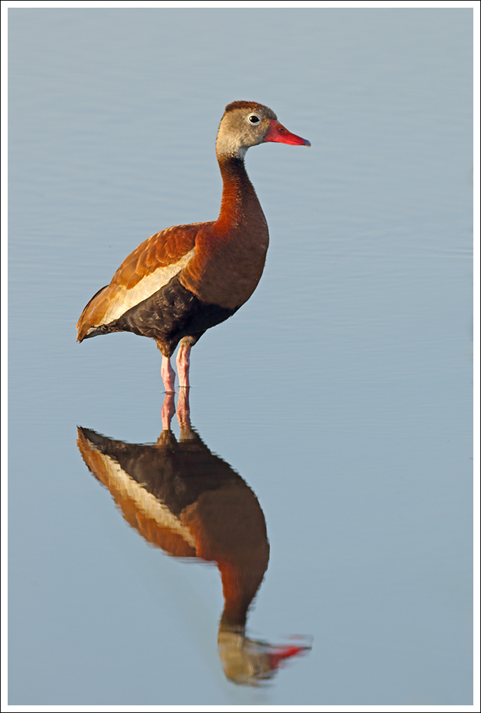BB Whistling Duck