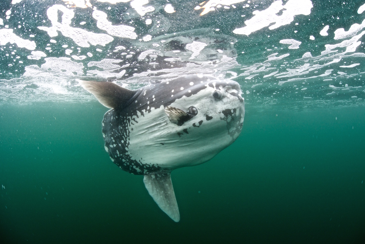 Mola mola