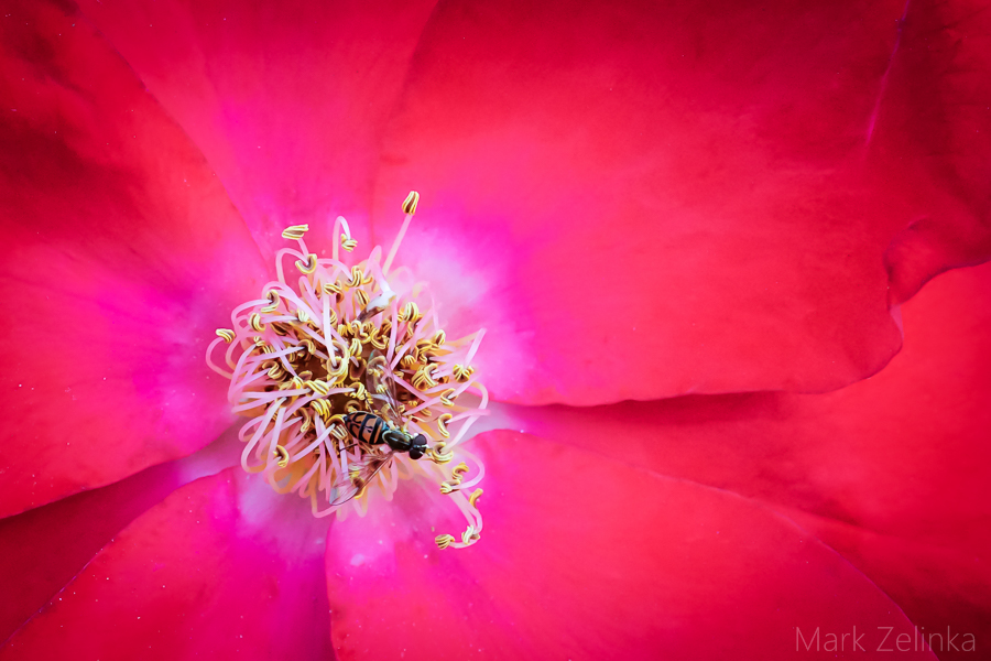 Wild Rose w/Visit RePost