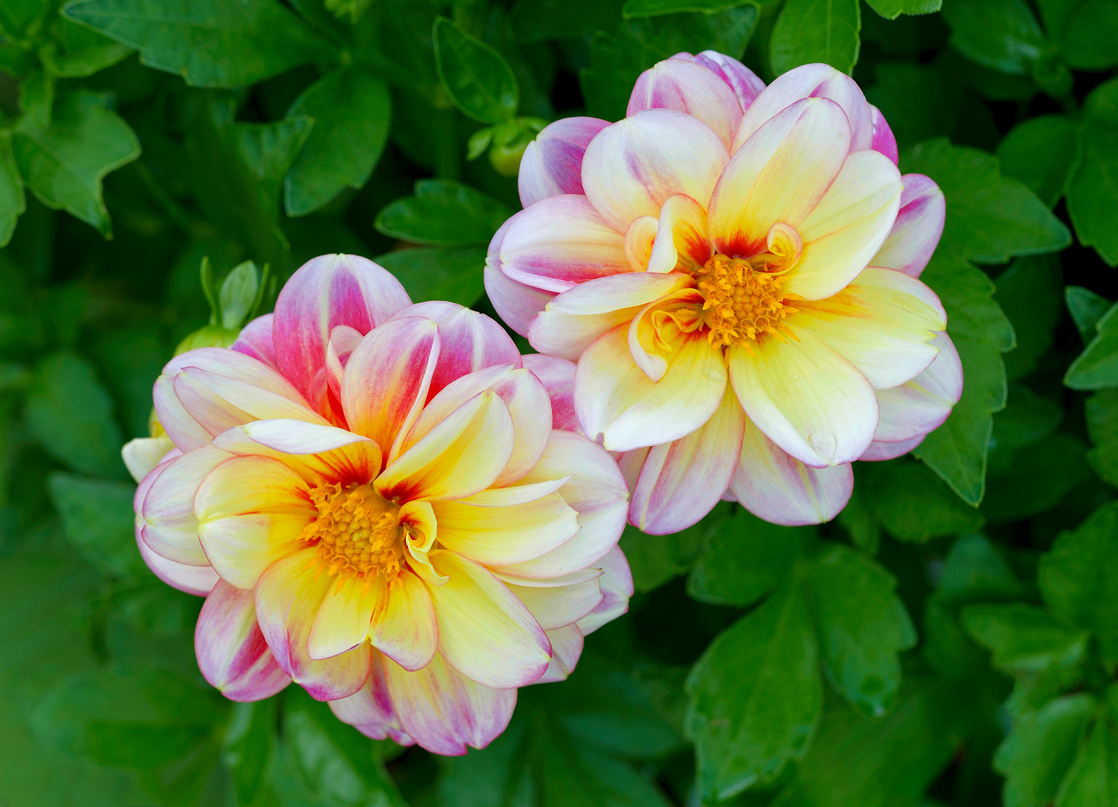 Dahlia  Twins