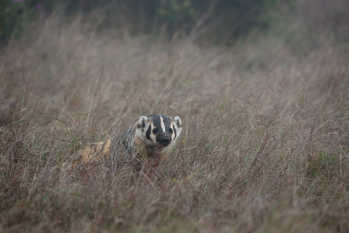 American Badger