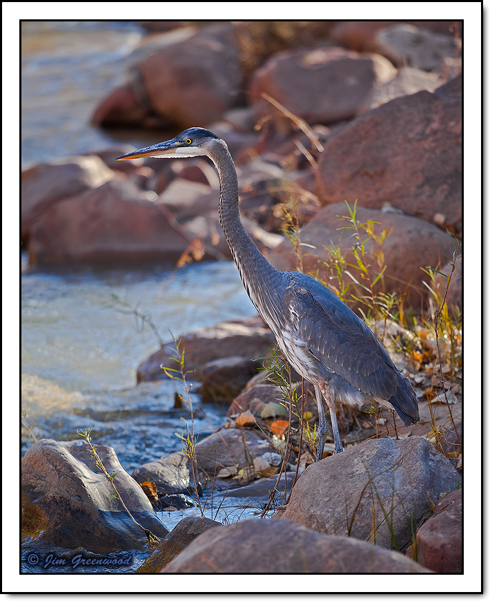 WC #697 - Utah Blue