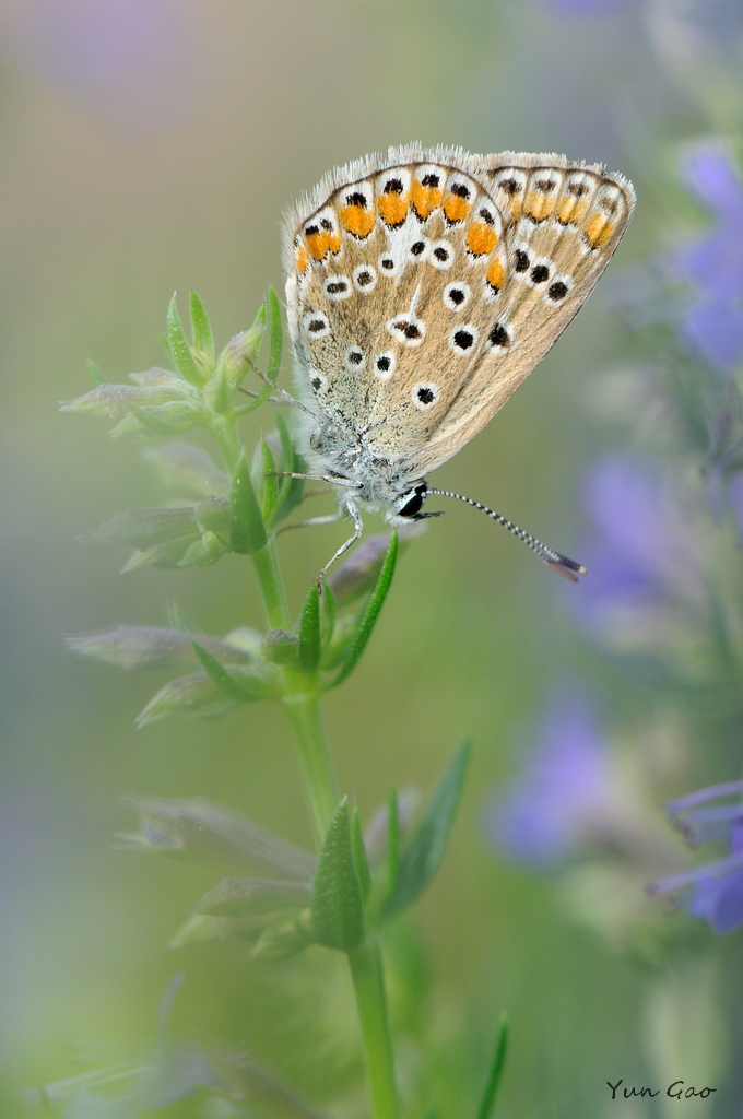 Blue on Hyssop