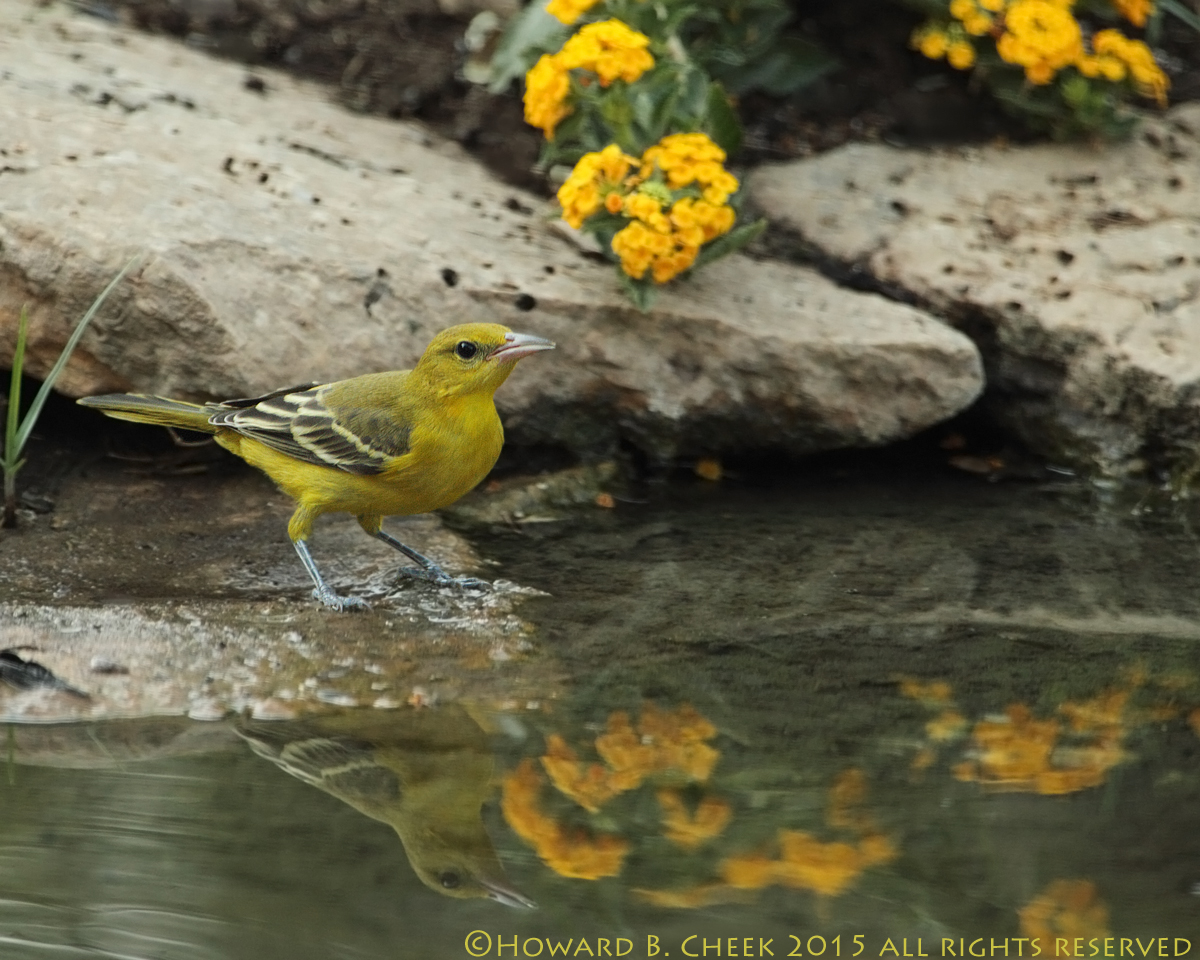 Oriole Reflections