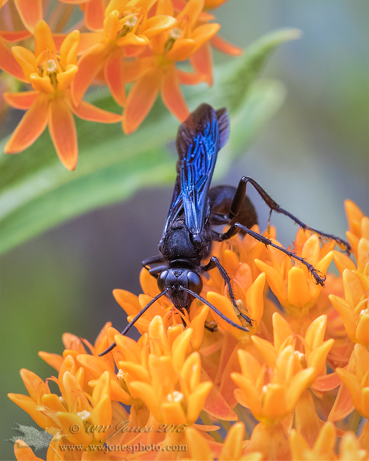 Orange & Blue