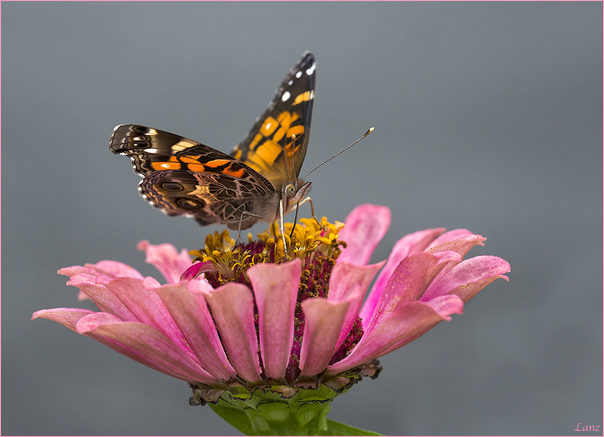 Painted Lady