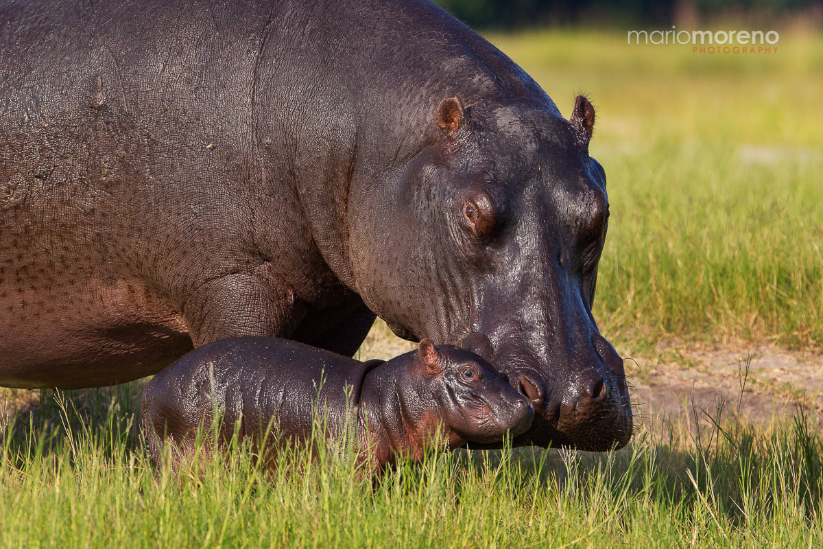 Hippo Love