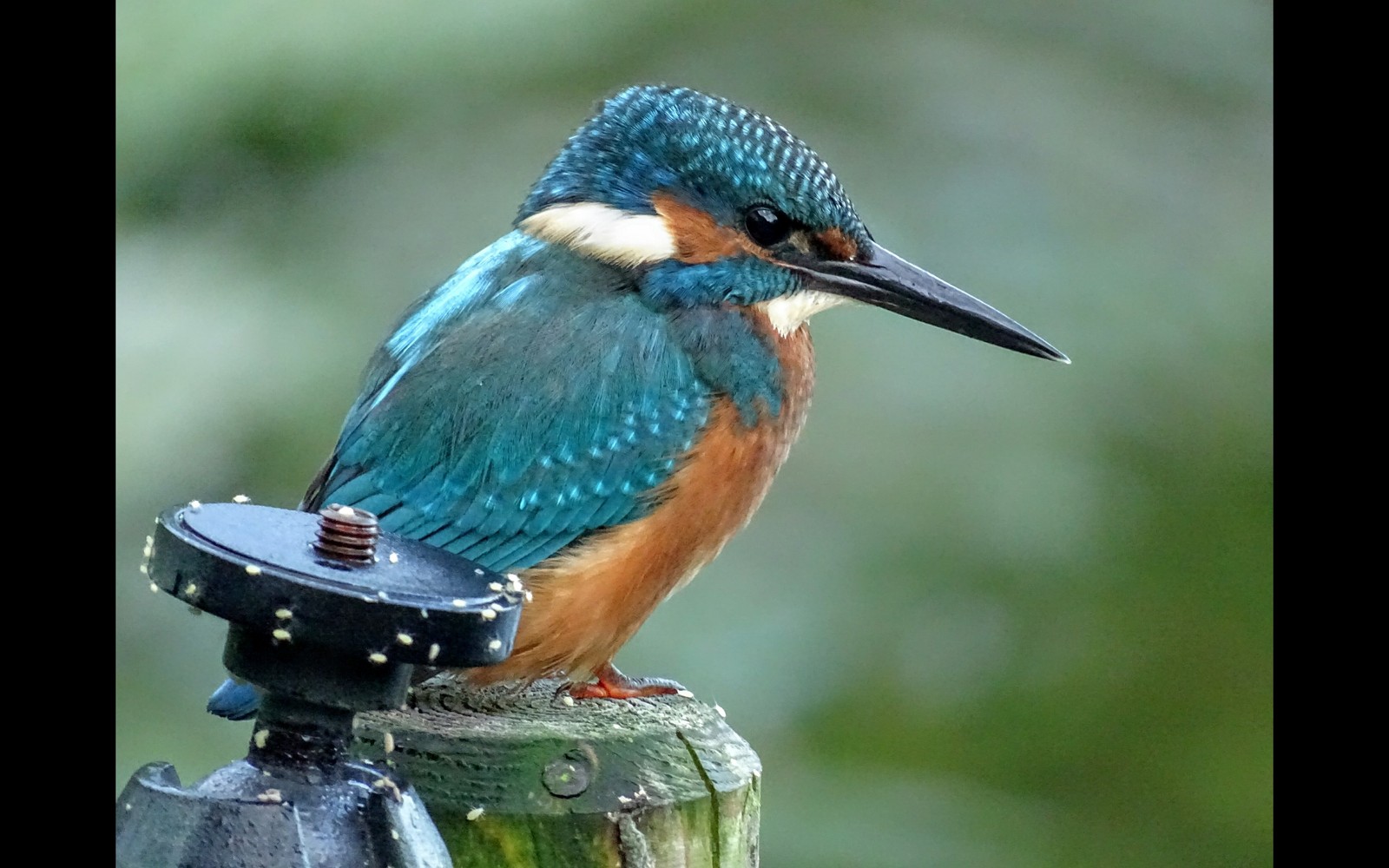 Kingfisher