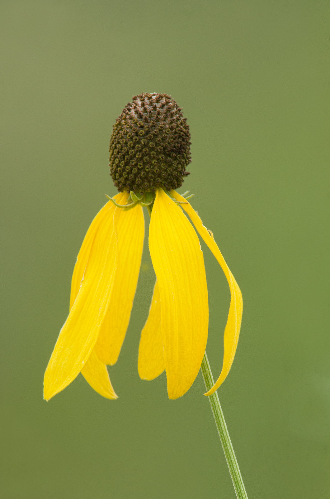 Yellow Coneflower
