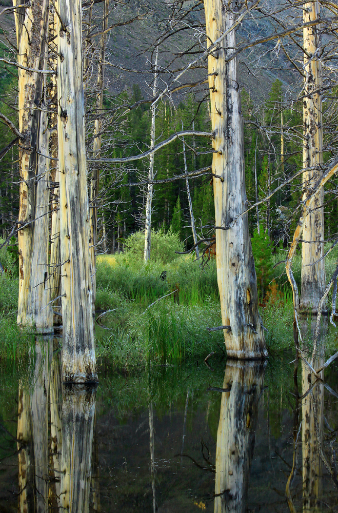 Ghost Forest II