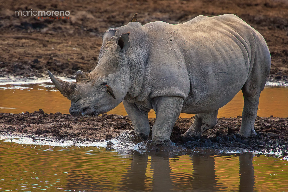 Rhino at a Waterhole