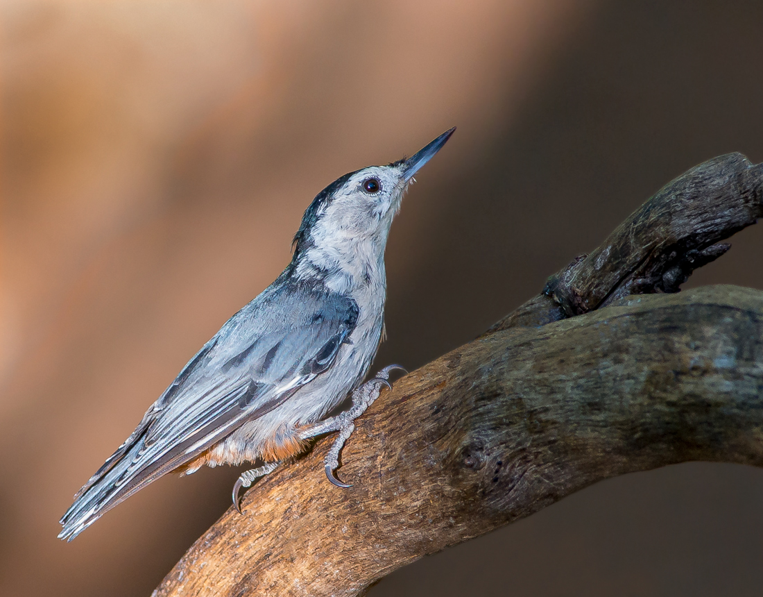White Breasted Nuthatch