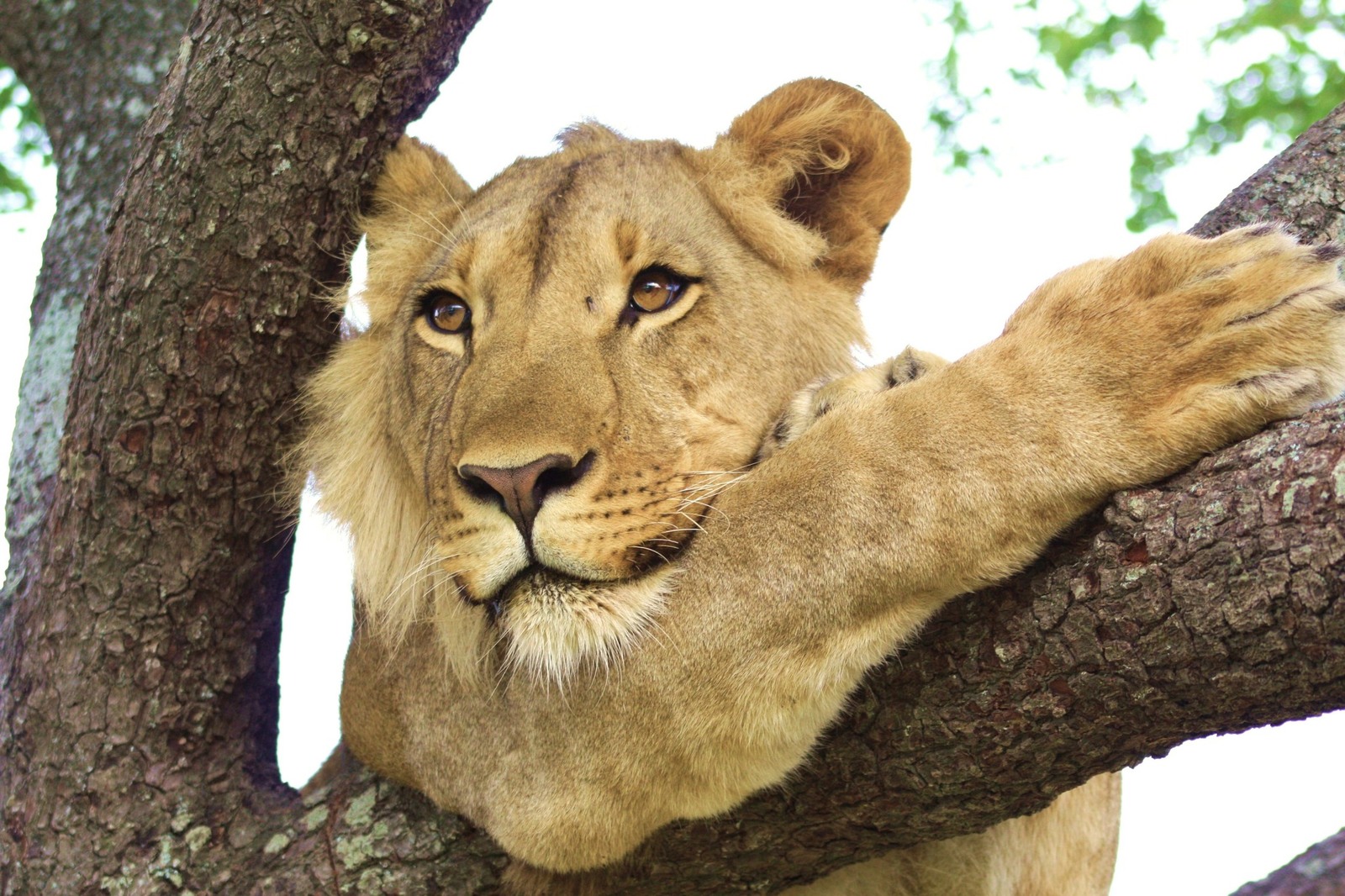 Wildlife