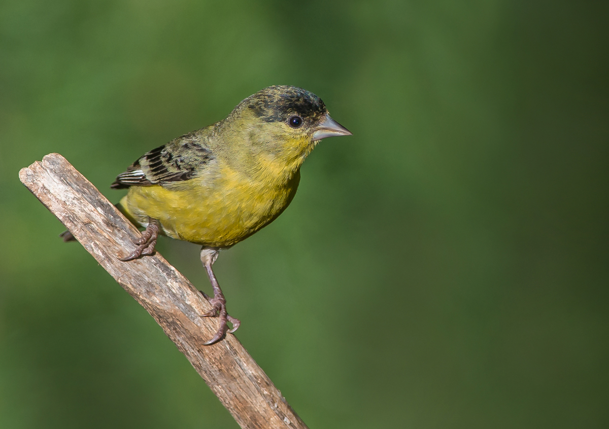 Lesser Goldfinch