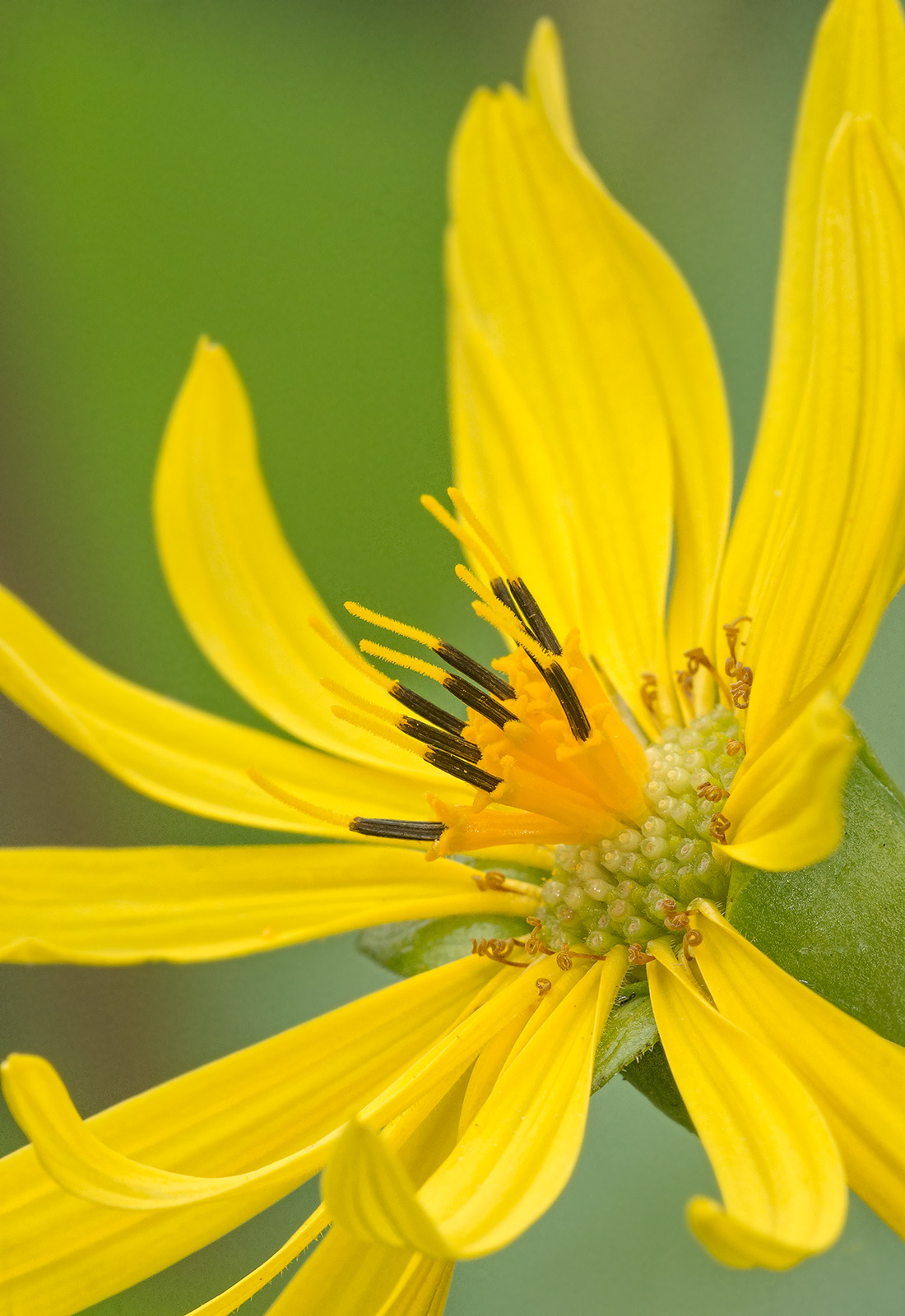 Cup Plant
