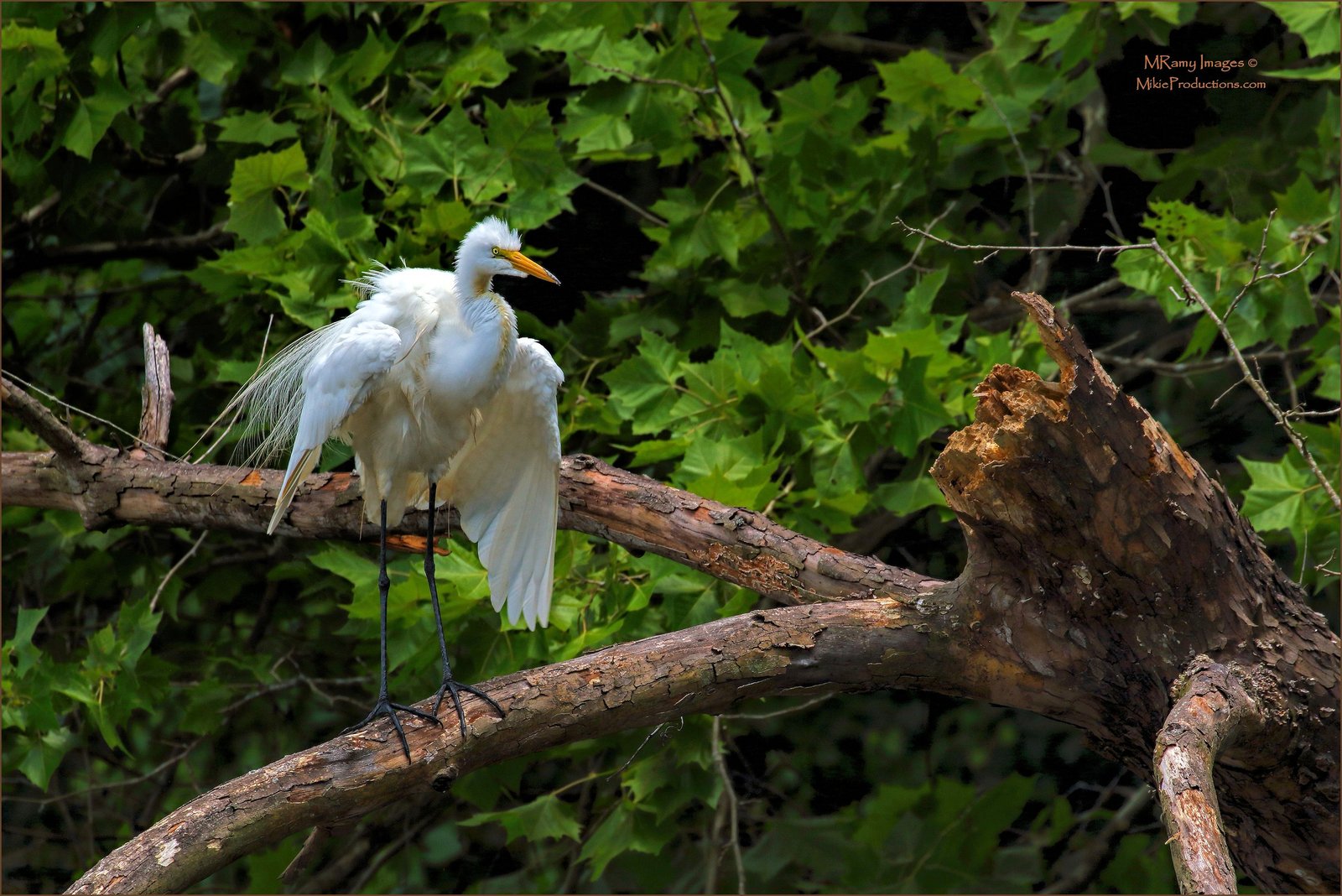 All Fluffed Up