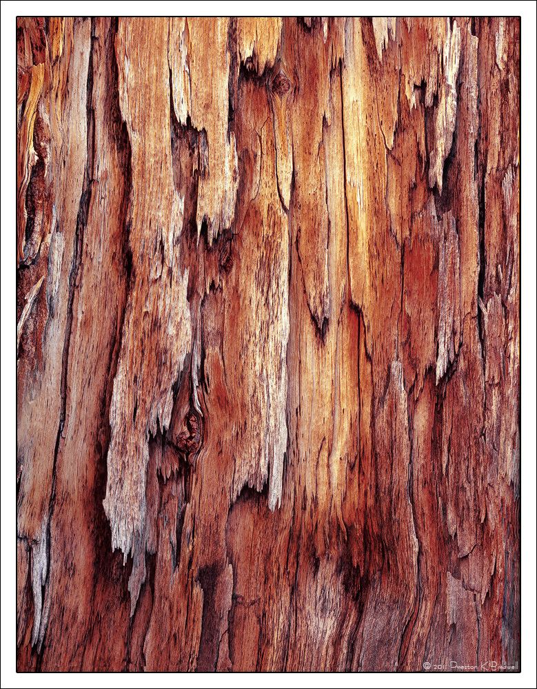 Old Logdepole