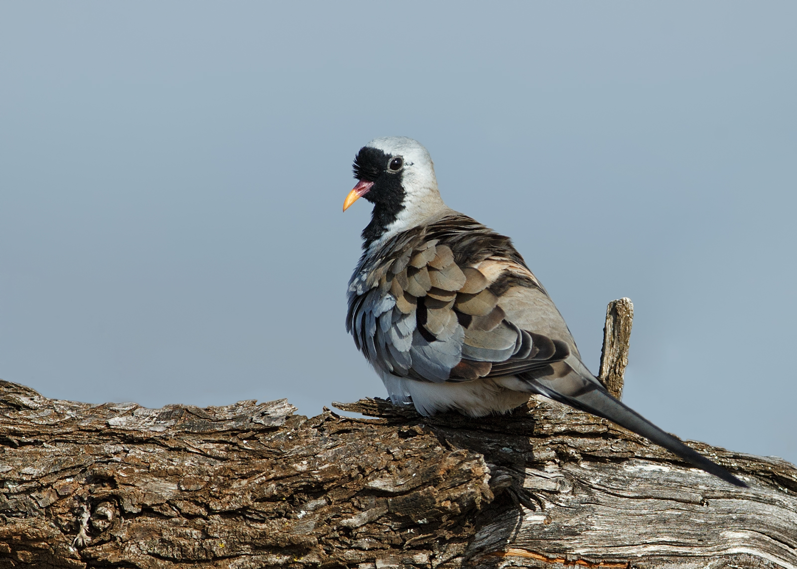 Namaqua Dove