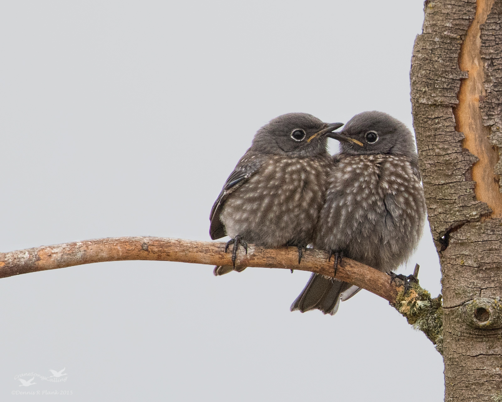 Siblings